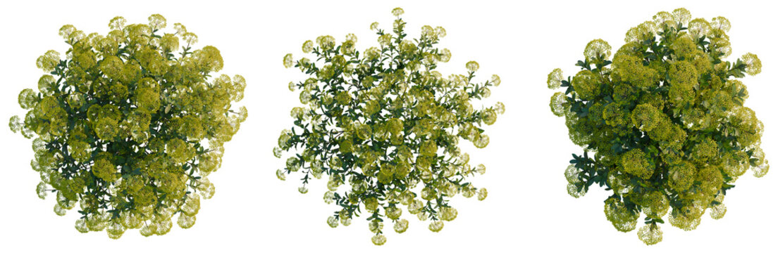 Bupleurum fruticosum tree plan, top view, cutout, transparent background, isolate, Detailed aerial view of vibrant green foliage forming a dense canopy. Nature photography showcasing a healthy