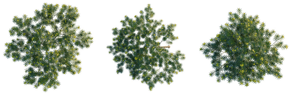 Cascabela thevetia tree plan, top view, cutout, transparent background, isolate, Detailed aerial view of a lush green pine tree with dense needles and vibrant foliage