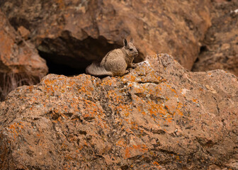 Viscacha sitting on a large orange-toned rock