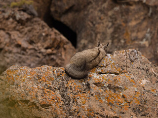 Back view of a viscacha resting on a rock