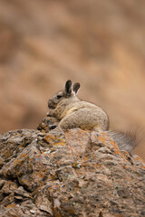 Cute Viscacha on a rocky peak