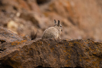 Viscacha sitting on a dark rock ledge