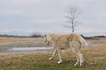 Obraz premium Wolf walking across a cold, open landscape with sparse grass and a bare tree in the distance, conveying solitude and wilderness in a natural outdoor setting.