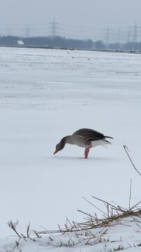 Graugans l&auml;uft vorsichtig &uuml;ber verschneite Winterlandschaft. Graugans (Anser anser) bewegt sich vorsichtig &uuml;ber schneebedeckten Boden in ruhiger Winterumgebung.