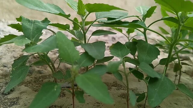 Small Green Bathua Plants Growing in Sandy Soil Outdoors
