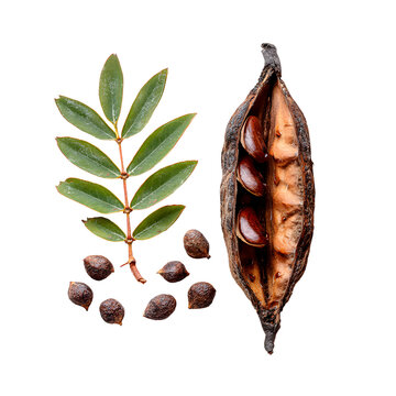 Acacia Salicina Seed Pod and Leaves with Seeds Isolated on Transparent Background