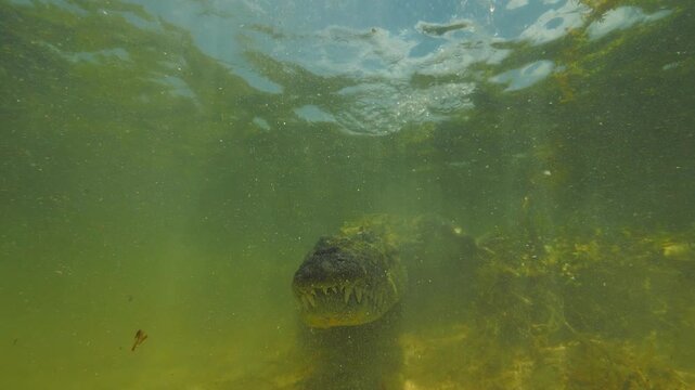 Banco Chinchorro, a unique atoll off Mexico's Yucatan Peninsula.underwater extreme closeup shot of the American crocodile (Crocodylus acutus)