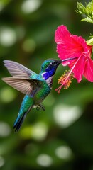 Obraz premium Iridescent hummingbird hovers while drinking nectar from a vibrant pink tropical flower