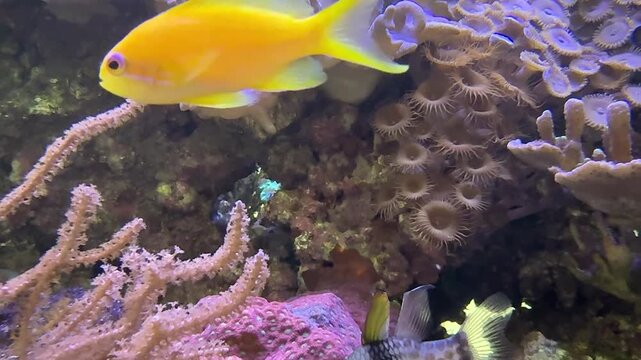 Lyretail anthias female in aquarium