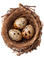 Obraz premium Small natural bird nest made of grass and twigs holds three spotted eggs during Easter season