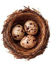 Obraz premium Small bird nest made of dry grass and twigs holds three speckled eggs during Easter season