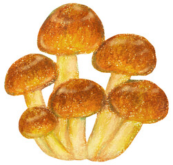 なめこのイラスト オイルパステル画