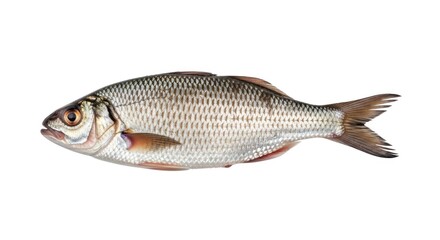 Side view of a freshwater fish with silvery scales, fins, and a visible eye, isolated