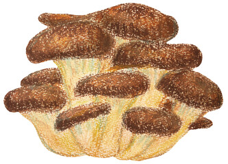 平茸のイラスト オイルパステル画