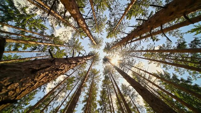 Looking up through tall pine trees towards the sun in a forest