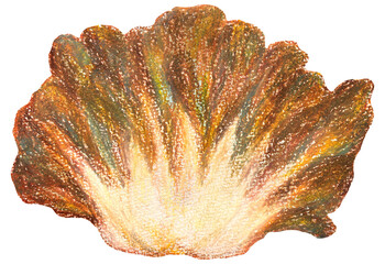 マイタケのイラスト オイルパステル画