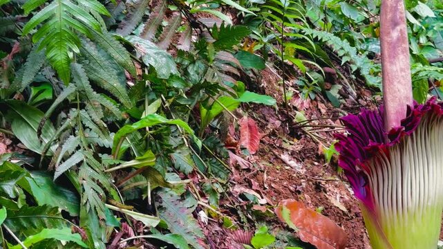 Endangered plant of Titan Arum