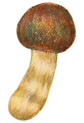 マツタケのイラスト オイルパステル画