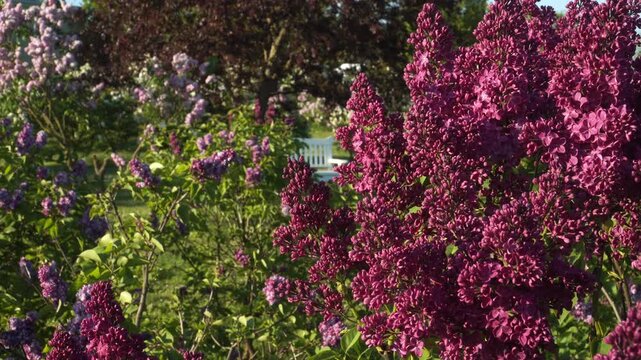 Close-up view of lush lilac clusters in full bloom on a sunny day in the Dobele Lilac Garden, Latvia. Rich purple tones and green foliage frame a rest area, creating a serene spring atmosphere. 