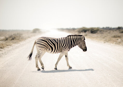 Zebra in the park, Kunene region, Etosha, Namibia
