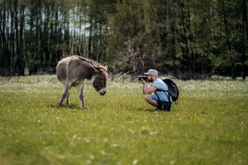 A photographer takes a picture of a donkey in a field among trees on a summer day