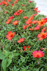Bright Blooming Red and Orange Flowers in a Lush Garden Scene
