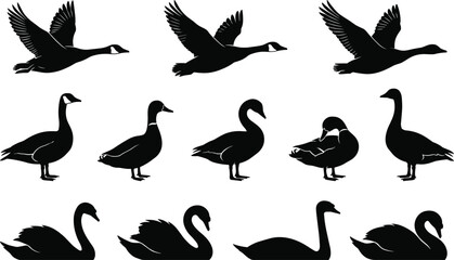 WebVector illustration of waterfowl silhouettes including geese, ducks and swans in flying, standing and swimming poses, wildlife concept for nature, birdwatching, hunting, ecology, farming  © Md