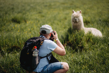 A photographer takes a picture of an alpaca in a field among trees on a summer day