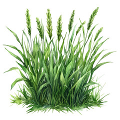 Obraz premium Tall Grass Spring Sky, watercolor painting vector, isolated on a white background.
