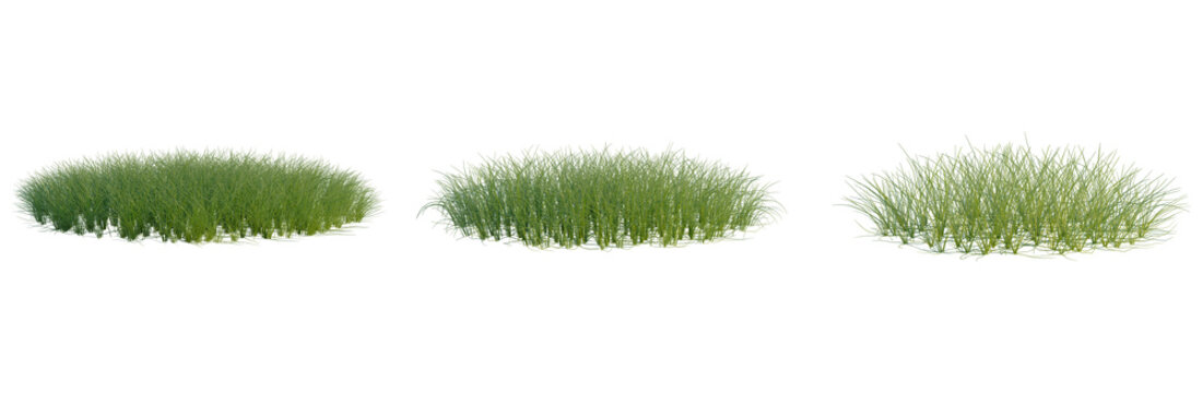 Eleocharis parvula tree, front view, cutout, transparent background, isolate, Elevation, Lush green meadow grass texture seamless background, vector illustration for design.