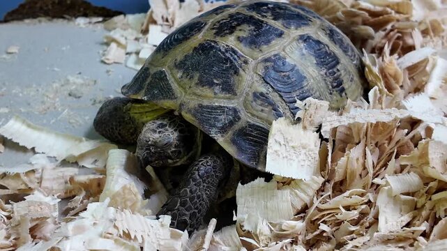 Central Asian tortoise (Testudo horsfieldii) crawling in a terrarium with wood shavings.