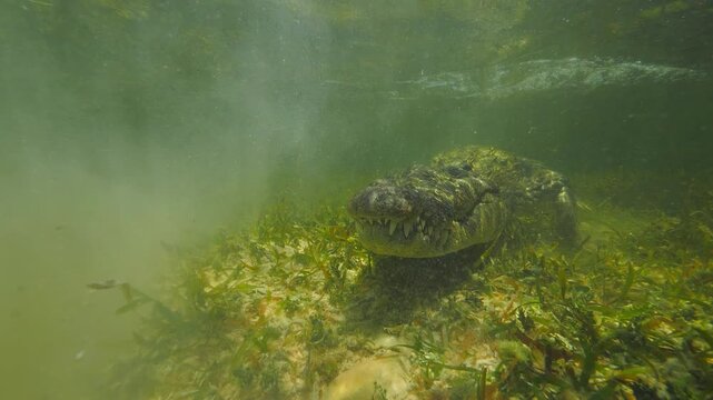 Banco Chinchorro, a unique atoll off Mexico's Yucatan Peninsula.underwater extreme closeup shot of the American crocodile (Crocodylus acutus)