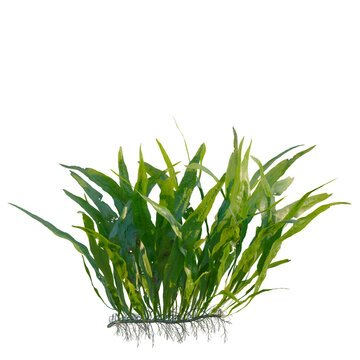 Microsorum pteropus tree, front view, cutout, transparent background, isolate, Elevation, Green aquatic plant with roots, detailed close-up, nature, underwater world, flora, botany, png