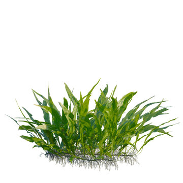 Microsorum pteropus tree, front view, cutout, transparent background, isolate, Elevation, Detailed close-up of lush green aquatic plants with visible roots, vibrant and natural.