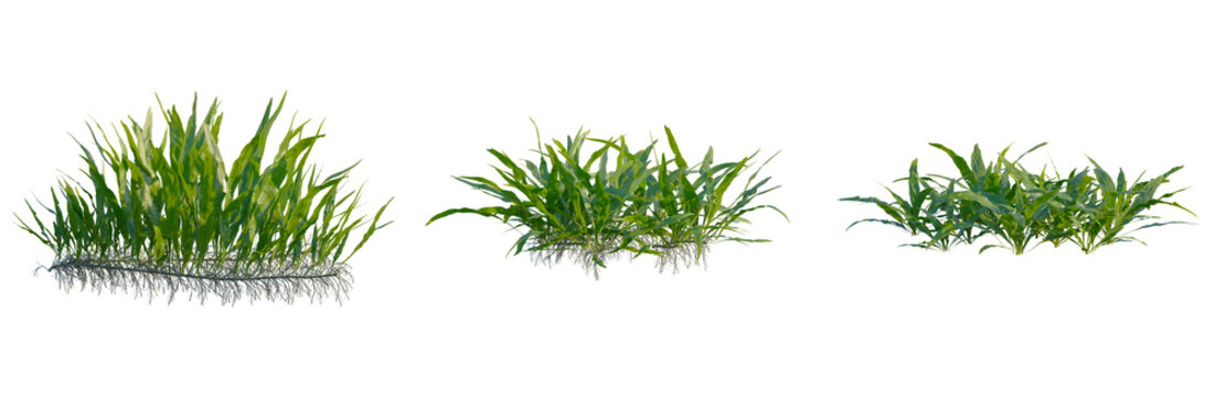 Microsorum pteropus tree, front view, cutout, transparent background, isolate, Elevation, Detailed close-up view of lush green grass with intricate root system, nature background