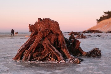 Fototapeta premium Flooded forest with trunks of ancient trees (3000 years old) on the beach Lazy around Koszalin, Baltic Sea, West Pomeranian Voivodeship, Poland.Little silhouette of walking person on beach.