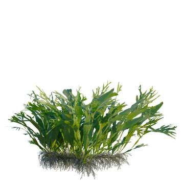 Microsorum pteropus windelov tree, front view, cutout, transparent background, isolate, Elevation, Detailed underwater seaweed plant with roots, high resolution, perfect for any design