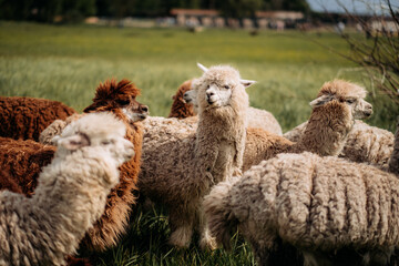 Naklejka premium A herd of alpacas in a meadow: fluffy faces, grass, trees in the background.