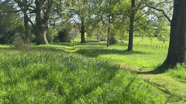 spring day in woodland with bluebells and trees
