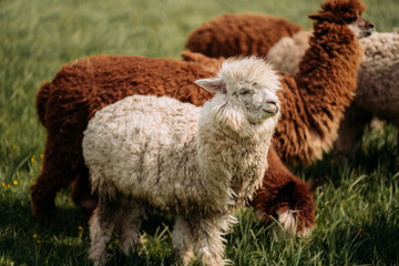 Naklejka premium A herd of alpacas in a meadow: fluffy faces, grass, trees in the background