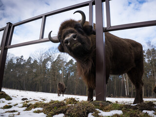Żubr próbujący sforsować metalowe ogrodzenie zagrody © kubikactive