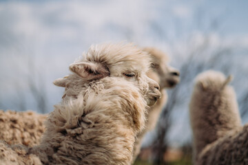Naklejka premium A herd of alpacas in a meadow: fluffy faces, grass, trees in the background