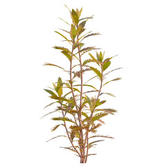 Fototapeta premium Proserpinaca palustris tree, front view, cutout, transparent background, isolate, Elevation, Close-up of a delicate plant branch with vibrant green leaves against a dark background.