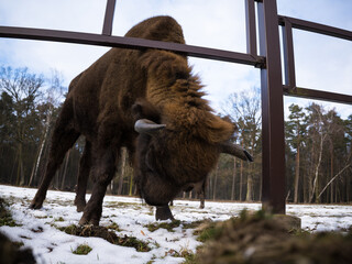 Żubr próbujący sforsować metalowe ogrodzenie zagrody © kubikactive