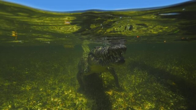 Banco Chinchorro, a unique atoll off Mexico's Yucatan Peninsula.underwater extreme closeup shot of the American crocodile (Crocodylus acutus)
