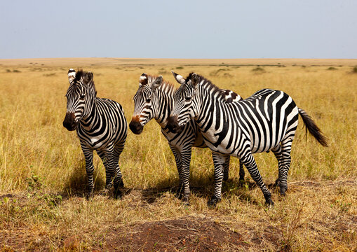 Burchells zebra (equus burchellii) herd, Rift valley province, Amboseli, Kenya