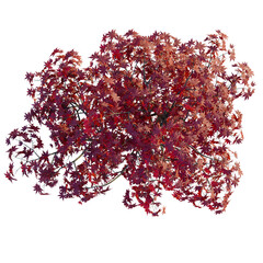 Fototapeta premium Acer palmatum tree plan, top view, cutout, transparent background, isolate, Vibrant Autumn Maple Leaves: A Stunning Display of Red and Orange Foliage