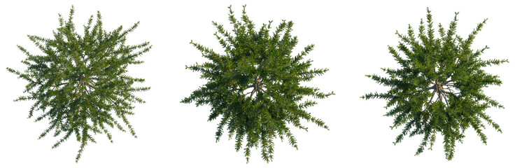 Fototapeta premium Picea asperata tree plan, top view, cutout, transparent background, isolate, Lush Green Pine Tree with Detailed Needles and Branches, Realistic Forest Landscape, Symbolizing Nature, Growth