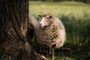 A sheep with thick wool stands near a tree in a meadow
