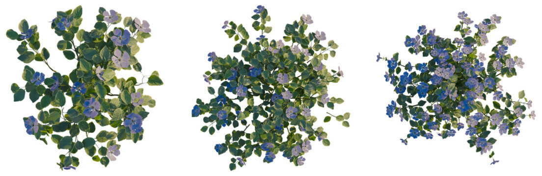 Vinca major tree plan, top view, cutout, transparent background, isolate, Delicate trailing vines with tiny blue flowers, beautifully detailed